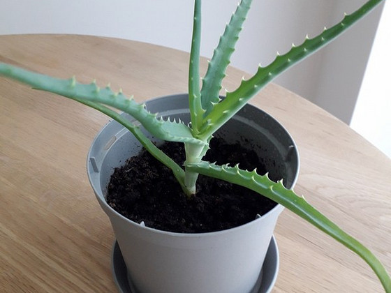 Aaloe (Aloe arborescens)