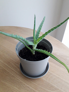 Алоэ (Aloe arborescens) (1 фото из 2)