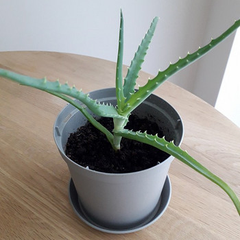 Aaloe (Aloe arborescens)
