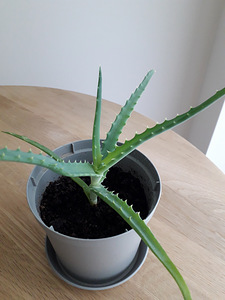 Алоэ (Aloe arborescens) (2 фото из 2)
