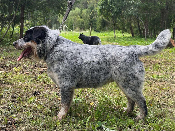 Austraalia karjakoera kutsikas