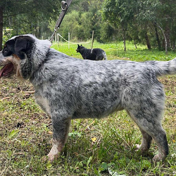 Austraalia karjakoera kutsikas