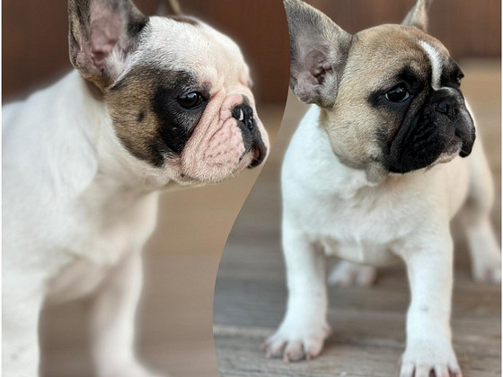 Prantsuse buldog