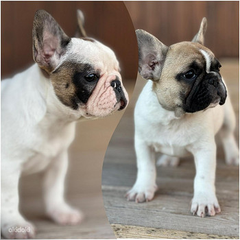 Prantsuse buldog
