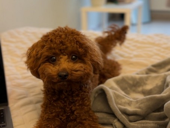 Maltipoo paaritus