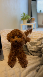 Maltipoo paaritus (1 foto / 6)