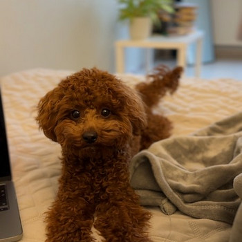 Maltipoo paaritus