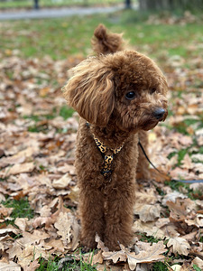 Maltipoo paaritus (2 foto / 6)