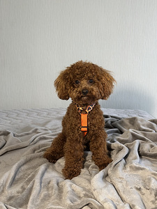 Maltipoo paaritus (3 foto / 6)