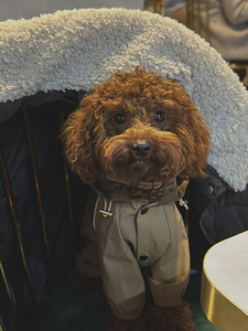 Maltipoo paaritus (4 foto / 6)