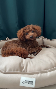 Maltipoo paaritus (5 foto / 6)