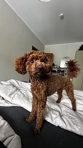 Maltipoo paaritus (6 foto / 6)