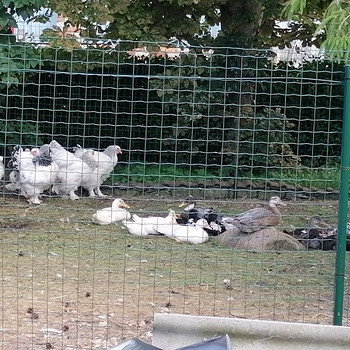 Продаём цыплят Турецкая Брама