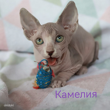 Канадский сфинкс