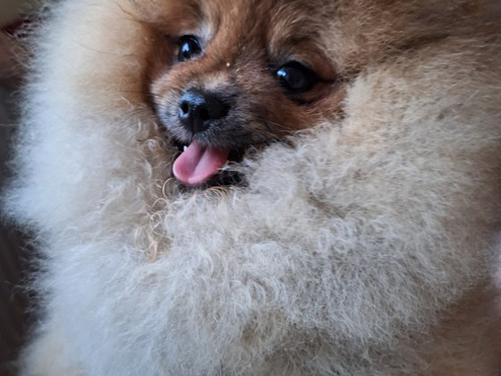 Pomeranian spits, tüdruk, super karu