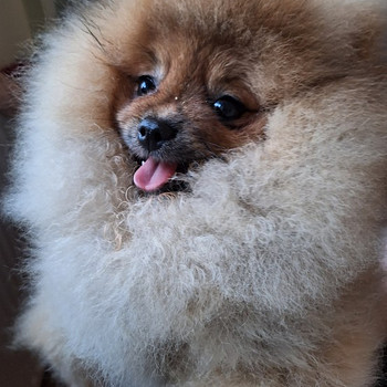 Pomeranian spits, tüdruk, super karu