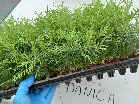 Thuja Smaragd, Danica, Hoseri Brabant - Elupuu