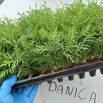 Thuja Smaragd, Danica, Hoseri Brabant - Elupuu