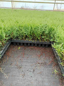 Thuja Smaragd, Danica, Hoseri Brabant - Elupuu (2 foto / 7)
