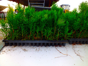 Thuja Smaragd, Danica, Hoseri Brabant - Elupuu (3 foto / 7)
