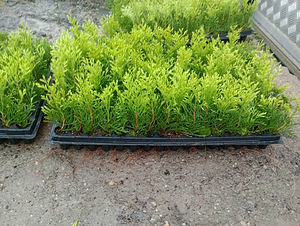 Thuja Smaragd, Danica, Hoseri Brabant - Elupuu (4 foto / 7)