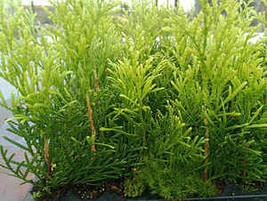 Thuja Smaragd, Danica, Hoseri Brabant - Elupuu (5 foto / 7)