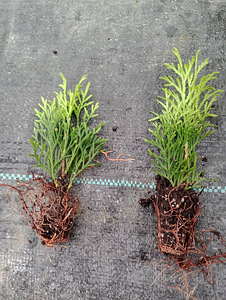 Thuja Smaragd, Danica, Hoseri Brabant - Elupuu (6 foto / 7)