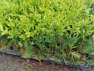 Thuja Smaragd, Danica, Hoseri Brabant - Elupuu (7 foto / 7)