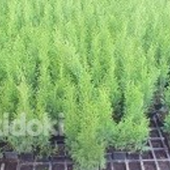 Туя смарагд в горшках, высота 35-60 см