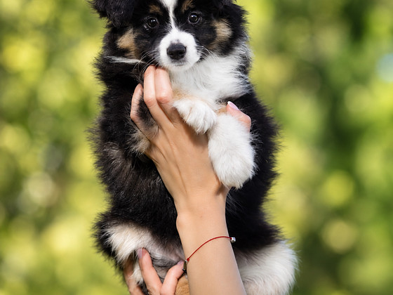 МАС