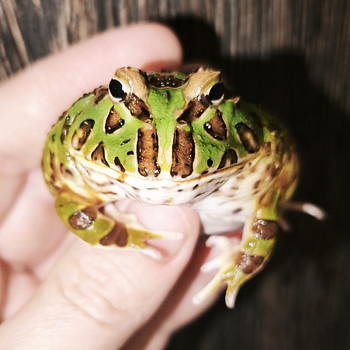 Konn
