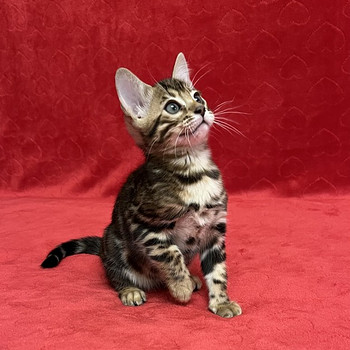Бенгальские котята