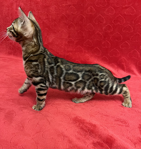 Бенгальские котята (3 фото из 10)