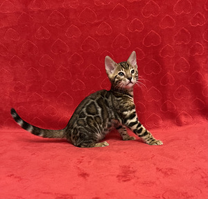 Бенгальские котята (4 фото из 10)