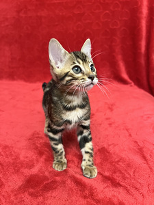 Бенгальские котята (6 фото из 10)