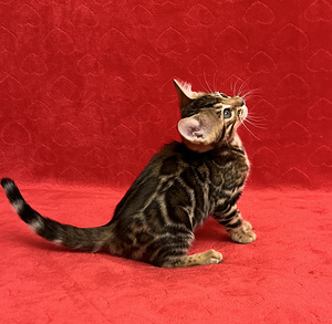 Бенгальские котята (7 фото из 10)