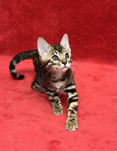Бенгальские котята (8 фото из 10)