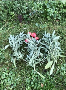 ШАЛФЕЙ Свежесрезанный (Salvia officinalis) (1 фото из 2)