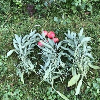 Salvei-värskelt lõigatud (Salvia officinalis