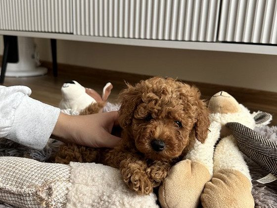 Той пудель toy poodle
