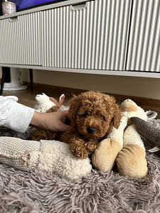 Той пудель toy poodle (1 фото из 7)
