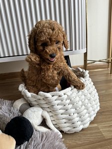 Той пудель toy poodle (2 фото из 7)