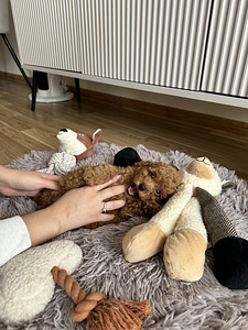 Той пудель toy poodle (3 фото из 7)