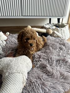 Той пудель toy poodle (4 фото из 7)