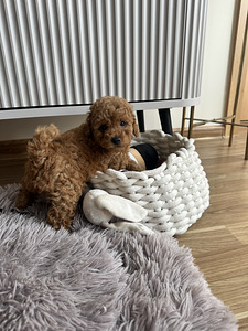 Той пудель toy poodle (5 фото из 7)