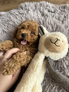 Той пудель toy poodle (6 фото из 7)