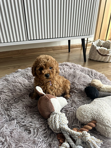 Той пудель toy poodle (7 фото из 7)
