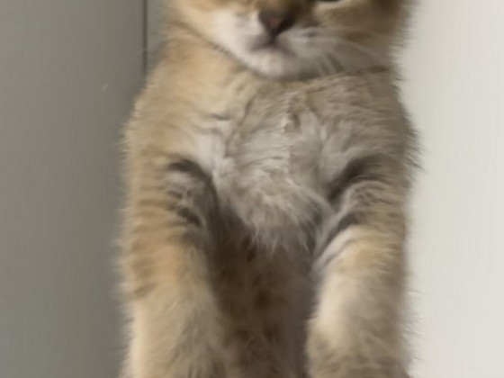 Scottish straight ja scottish fold