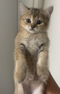 Scottish straight ja scottish fold (1 valokuva sivusta 3)