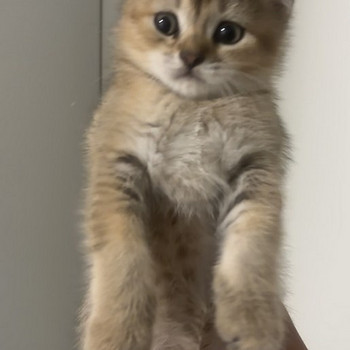 Scottish straight ja scottish fold